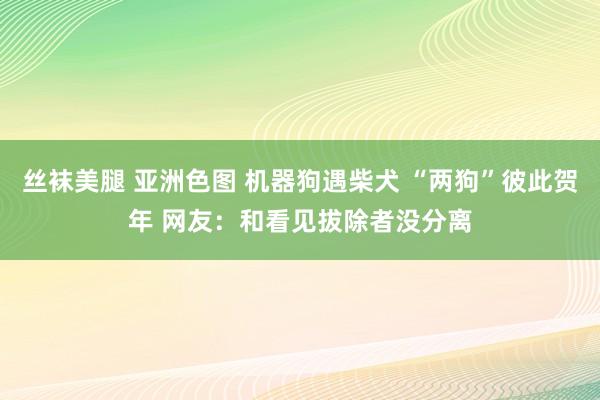 丝袜美腿 亚洲色图 机器狗遇柴犬 “两狗”彼此贺年 网友：和看见拔除者没分离